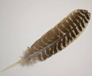 Smudge Feather - Turkey Barred Feather