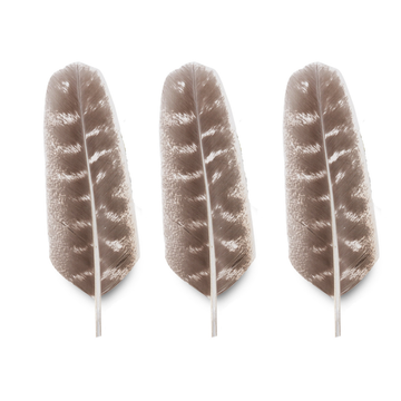 Smudge Feather - Turkey Barred Feather