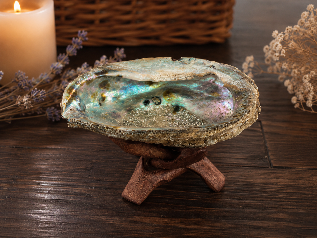 Abalone Shell - Green (5-6 in.) with Stand